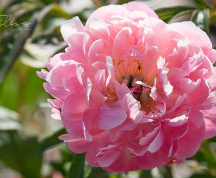 1479_8783_Paeonia_lactiflora_Pink_Hawaiian_Coral_.JPG