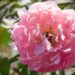 1479_8783_Paeonia_lactiflora_Pink_Hawaiian_Coral_.JPG