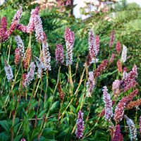 1484_4292_Persicaria_affins_Darjeeling_Red_.jpg