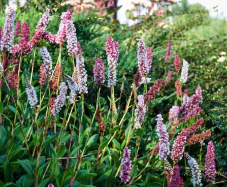 1484_4292_Persicaria_affins_Darjeeling_Red_.jpg