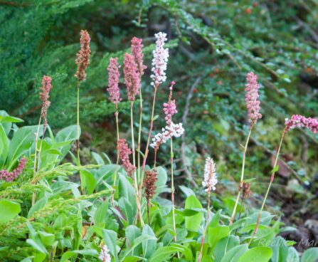 1484_7902_Persicaria_affins_Darjeeling_Red_.JPG