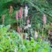 1484_7902_Persicaria_affins_Darjeeling_Red_.JPG