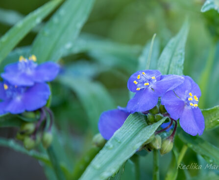 1499_8703_Tradescantia_andersoniana_.JPG