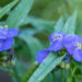 1499_8703_Tradescantia_andersoniana_.JPG