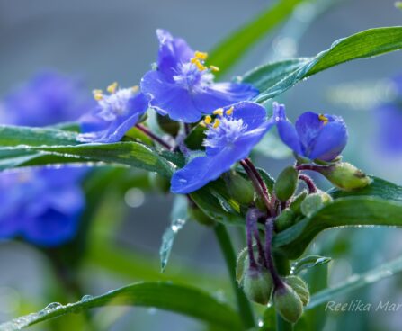 1499_8704_Tradescantia_andersoniana__2.JPG