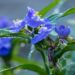 1499_8704_Tradescantia_andersoniana__2.JPG