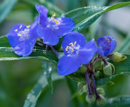 1499_8705_Tradescantia_andersoniana__3.JPG