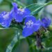 1499_8705_Tradescantia_andersoniana__3.JPG