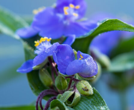 1499_8706_Tradescantia_andersoniana__4.JPG