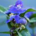 1499_8706_Tradescantia_andersoniana__4.JPG