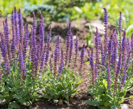 1507_8819_Salvia_nemorosaOstfriesland__2.JPG