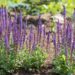 1507_8819_Salvia_nemorosaOstfriesland__2.JPG