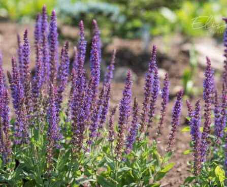 1507_8820_Salvia_nemorosaOstfriesland_.JPG