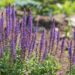 1507_8820_Salvia_nemorosaOstfriesland_.JPG