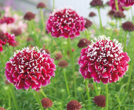 1508_10652_SCA_Barroca_476800_Scabiosa_tahtpea.jpg