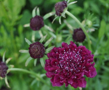 Scabiosa