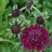 Scabiosa