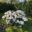 Rhododendron `Cunninghams White` rododendron Goto Annela Altjõe