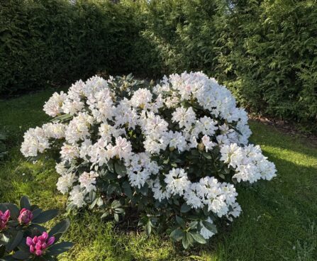 Rhododendron `Cunninghams White` rododendron Goto Annela Altjõe