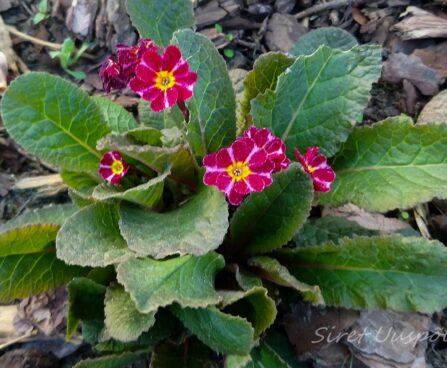 1512_7329_Primula_Dark_Rosaleen_2.JPG