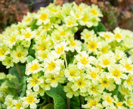 1513_10150_Primula_Francesca__priimula.jpg