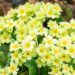 1513_10150_Primula_Francesca__priimula.jpg