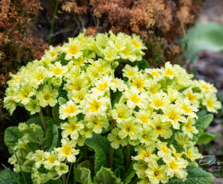 1513_11086_Primula_Francesca__priimula_2.jpg