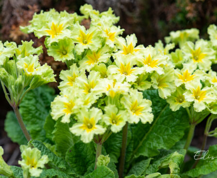 1513_11087_Primula_Francesca_priimula.jpg