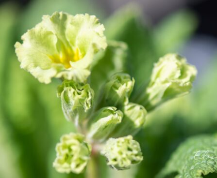 1513_9999_Primula_Francesca__priimula.jpg