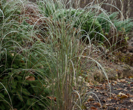 Miscanthus sinensis `Gracillimus` hiina siidpööris.jpg