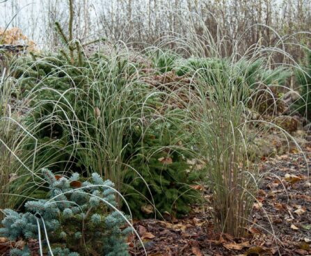 Miscanthus sinensis `Gracillimus` hiina siidpööris.