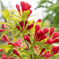 Weigela florida `All Summer Red` kaunis veigela (1)