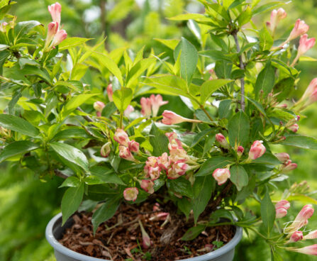 Weigela florida `All Summer Peach` kaunis veigela (1)