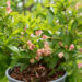 Weigela florida `All Summer Peach` kaunis veigela (1)