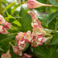 Weigela florida `All Summer Peach` kaunis veigela (2)