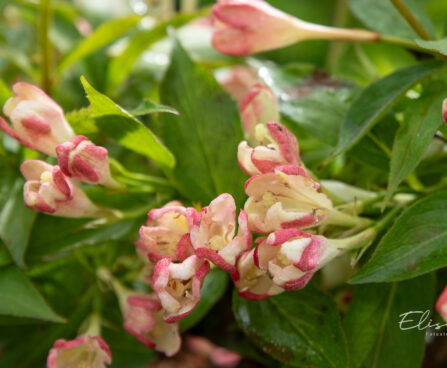 Weigela florida `All Summer Peach` kaunis veigela (2)