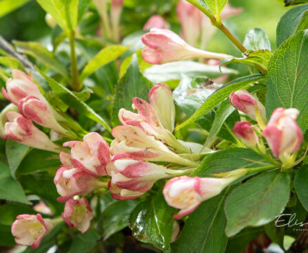 Weigela florida `All Summer Peach` kaunis veigela (3)