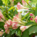 Weigela florida `All Summer Peach` kaunis veigela (3)