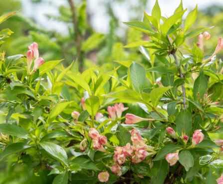 Weigela florida `All Summer Peach` kaunis veigela (4)