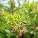 Weigela florida `All Summer Peach` kaunis veigela (4)