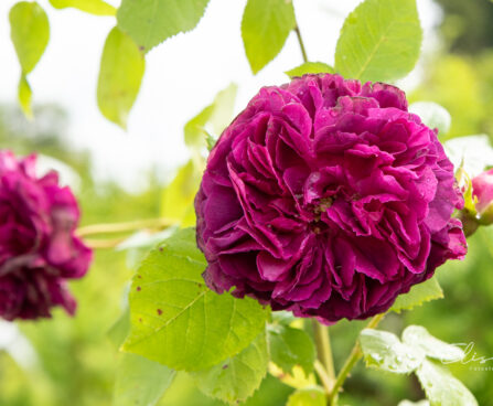 Rosa `Souvenir d'Alphonse Lavallée` roos (1)