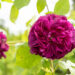 Rosa `Souvenir d'Alphonse Lavallée` roos (1)