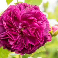 Rosa `Souvenir d'Alphonse Lavallée` roos (2)