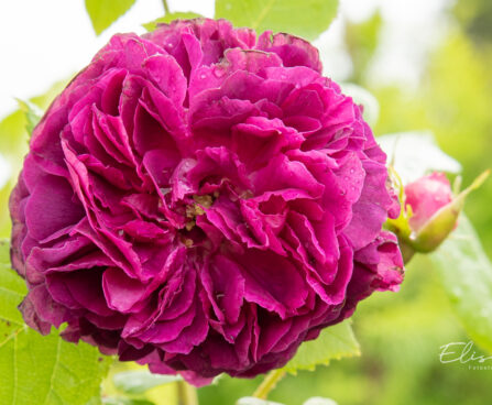 Rosa `Souvenir d'Alphonse Lavallée` roos (2)