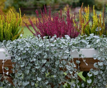 1528_9346_Dichondra_argentea_Silver_Falls_hobepael.jpg