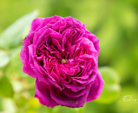 Rosa `Souvenir d'Alphonse Lavallée` roos (3)