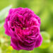 Rosa `Souvenir d'Alphonse Lavallée` roos (3)