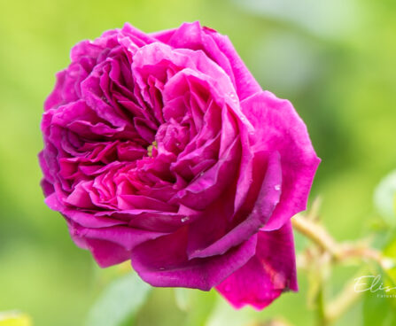 Rosa `Souvenir d'Alphonse Lavallée` roos (4)