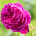 Rosa `Souvenir d'Alphonse Lavallée` roos (4)