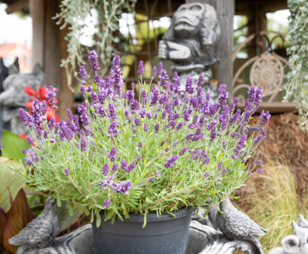 Lavandula angustifolia `Hidcote Blue` tähk-lavendel